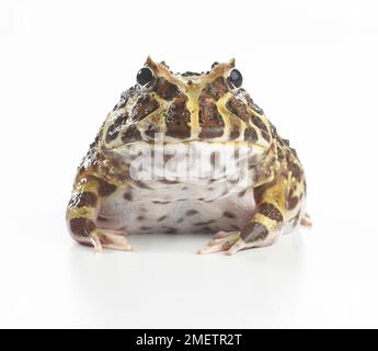 Argentinische Horned Frog, verzierte Horned Frog oder Pacman Frog (Ceratophrys ornata) Stockfoto