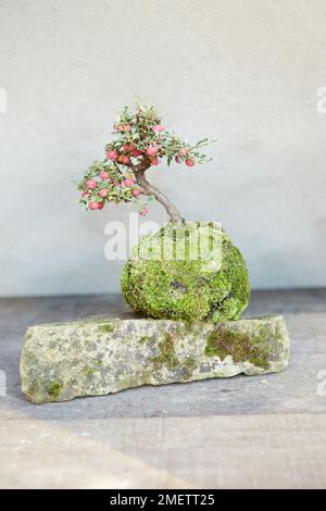 Keshiki Cotoneaster, fertige Ausstellung, Bonsai-Baum Stockfoto