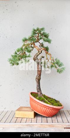 Styling von wilden Kiefern (Yamadori), Baum im richtigen Winkel positioniert und verkabelt Stockfoto