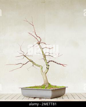 Bonsai Acer palmatum 'Deshojo', japanischer roter Ahorn, verkabelter Baum Stockfoto