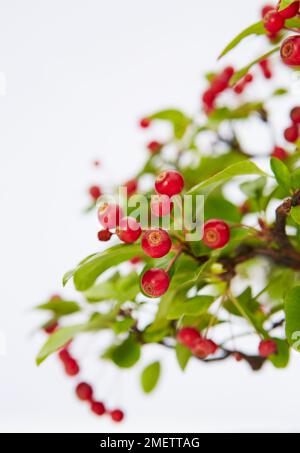 Zwergkrabbe Apfel, Malus, Ast eines fruchtbaren Bonsai-Baumes Stockfoto