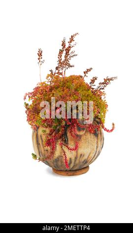 Bonsai zeigt Begleitpflanze, Akzentpflanzen, kräftige rote Herbstfarben Stockfoto