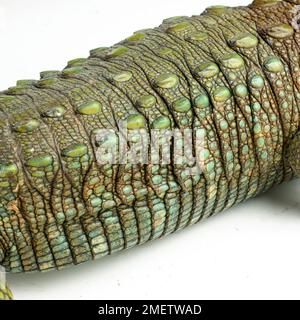 Caiman lizard (Dracaena guianensis). Body detail. Stockfoto