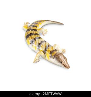 Sand Fisch (Scincus scincus) Stockfoto