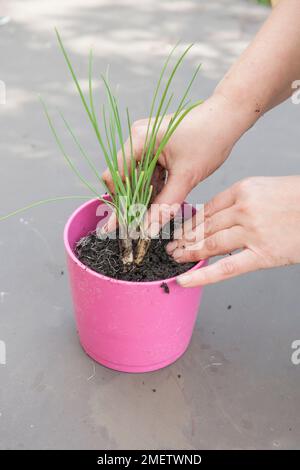 Schnittlauch in rosa Töpfen Stockfoto