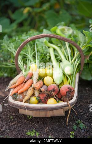 Trug mit verschiedenen Sommergemüse, Kürbis, Karotten, Rote Bete, Tomaten, Schweizer Mangold Stockfoto