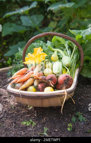 Trug mit verschiedenen Sommergemüse, Kürbis, Karotten, Rote Bete, Tomaten, Schweizer Mangold, Zucchini-Blume Stockfoto