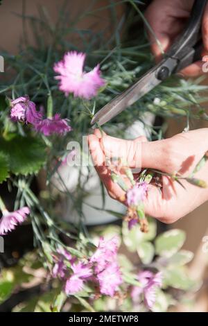 Tödliche Diantholzblüten Stockfoto