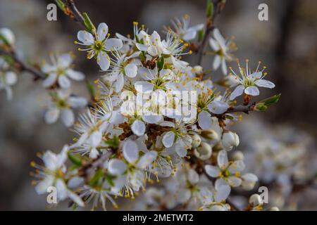 Prunus spinosa, Schwarzdorn oder Schlehe genannt, ist eine Art Blütenpflanze in der Rosenfamilie Rosaceae. Prunus spinosa, Schwarzdorn oder Schlehe genannt Stockfoto