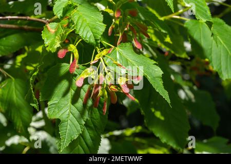 Nahaufnahme rötlich-rosa gereifter Früchte von Acer tataricum subsp. Ginnala Tatar Ahorn oder Tatarianischer Ahorn. Stockfoto