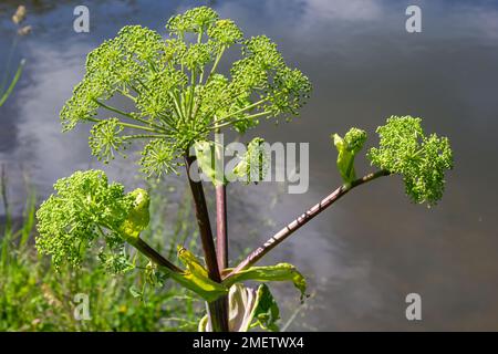 Angelica, Angelica, Archangelica, gehört zu der wilden Pflanze mit grünen Blumen. Es ist eine wichtige Heilpflanze und wird auch in der Medizin verwendet. Stockfoto