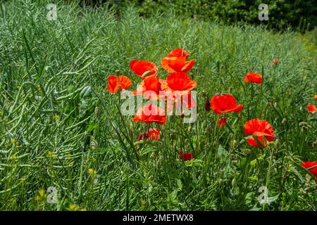 Gebräuchliche Namen für Papaver Rhoeas sind Maismohn, Maisrosen, Ackerland, Flandern, Rotmohn oder Gemeine Mohnblume. Stockfoto