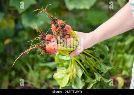 Gärtner mit einem Haufen frisch geernteter Rote Bete Stockfoto