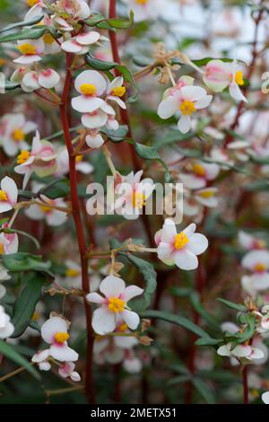 Begonia corallina „Lucerna Amazon“ Stockfoto