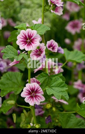 Malva sylvestris var. Mauritiana "Zebrina"? ICH BIN MIR NICHT SICHER Stockfoto