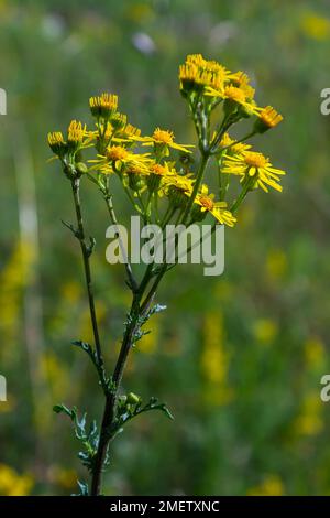 Nahaufnahme vieler Schmetterlinge auf einer gelben blühenden gewöhnlichen Ragwurz- oder Jacobaea vulgaris-Pflanze. Stockfoto