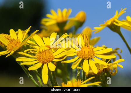 Gelb blühende Pflanzen von Ragwort, Jacobaea vulgaris am frühen Morgen am sonnigen Tag mit blauem Himmel in der Sommersaison Nahaufnahme. Stockfoto