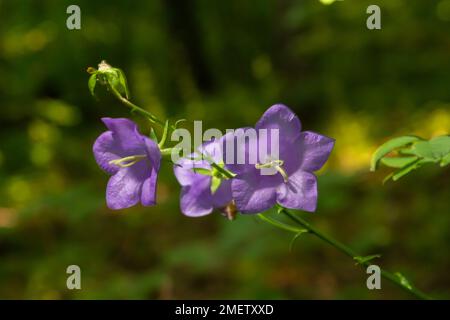 Ballonblume, Tossock Bellflower, Campanula persicifolia oder Campanula carpatica violette Glockenblumen im Herbstgarten. Stockfoto