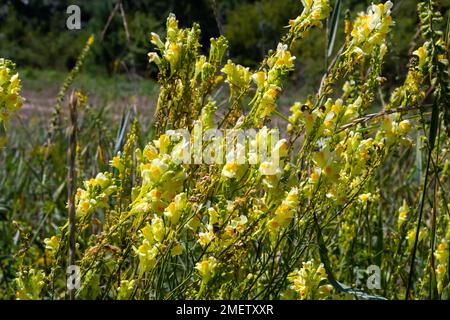 Linaria vulgaris, die Namen sind gemeiner Karottenflachs, gelber Karottenflachs oder Butter und Eier, die im Sommer blühen. Stockfoto