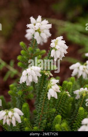 Erica mackiana „Shining Light“ Stockfoto