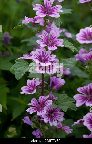 Malva sylvestris var. Mauritiana „Zebrina“ Stockfoto