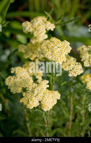 Achillea millefolium „Summer Fruits Lemon“ (Serie Sommerfrüchte) Stockfoto