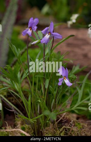 Viola pedata var lineariloba NICHT SICHER Stockfoto