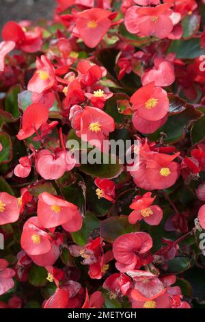 Begonia semperflorens „Bada Bing“ Stockfoto