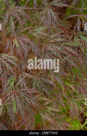 Acer palmatum dissectum 'Garnet' NICHT SICHER Stockfoto