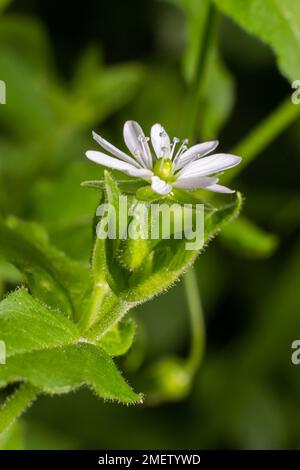 Myosoton aquaticum, Pflanze mit kleiner weißer Blume, bekannt als Wasserkicherkraut oder riesiges Kicherkraut auf grünem, verschwommenem Hintergrund. Stockfoto