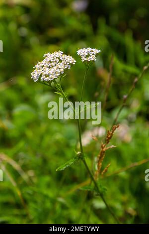 Achillea millefolium, allgemein als Schafgarbe oder Schafgarbe bekannt, ist eine blühende Pflanze aus der Familie der Asteraceae. Stockfoto