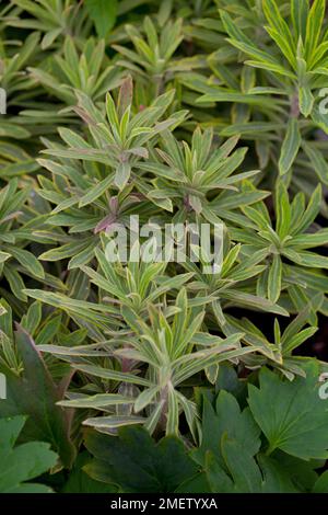 Euphorbia x Martini "Ascot Regenbogen" Stockfoto