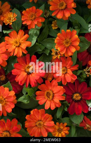 Zinnia Zahara Doppelfeuer Stockfoto