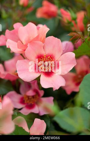 Rosa nur für Ihre Augen = 'Cheweyesup' NICHT SICHER Stockfoto