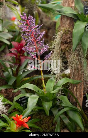 Aechmea 'Del Mar' NICHT SICHER Stockfoto