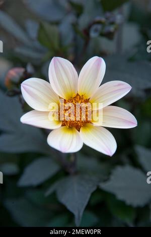 Dahlia „Happy Days Cream-White“ Stockfoto