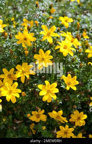 Bidens ferulifolia „Golden Glory“ Stockfoto