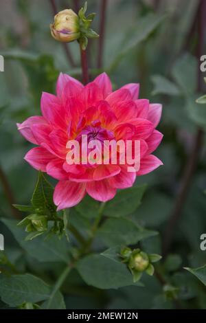 Dahlie "Kilburn Rose" Stockfoto