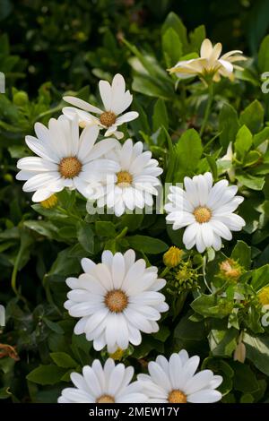 Osteospermum Akila „White Daisy“ Stockfoto