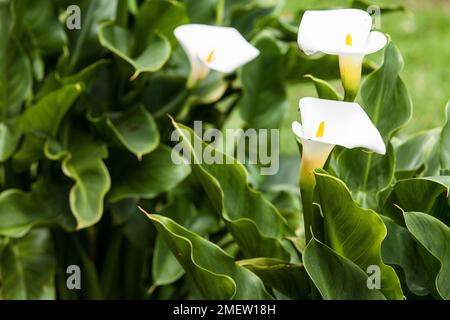 Calla-Blüten Äthiopiens oder weiße Patrone - Zantedeschia aethiopica; auch bekannt als Kannenblume. Stockfoto