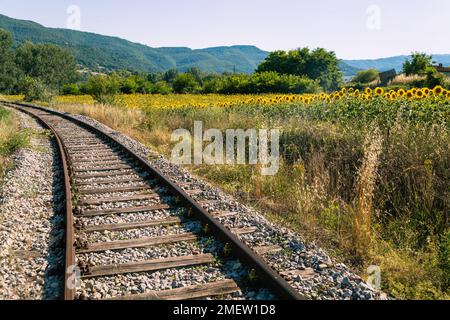 Eisenbahngleise entlang des Sonnenblumenfeldes in der Toskana, Italien Stockfoto