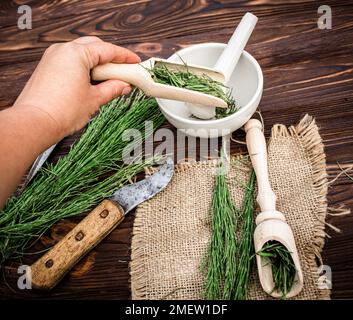 Eine Hand gießt trockenes Grashalm, Schlangengras, Puzzlegras, Kerzenbrot in einen Mörser. Equisetum Infusionen werden als Diuretikum bei Ödemen angewendet. Stockfoto