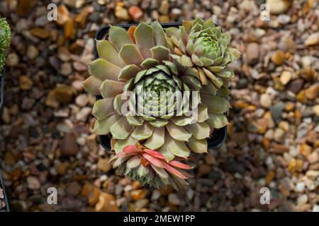 Sempervivum „Lavendel und alte Spitze“ Stockfoto