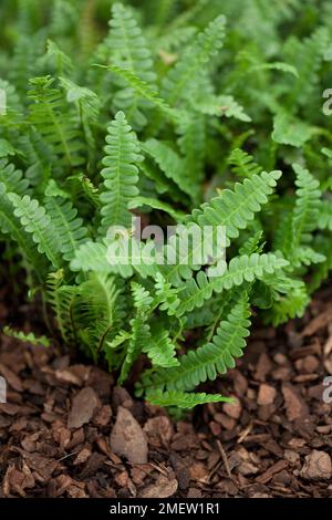 Blechnum penna-Marina NICHT SICHER Stockfoto