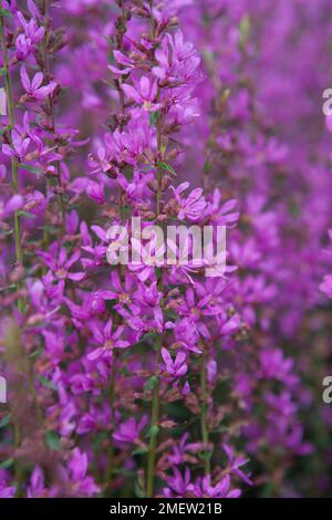 Lythrum Virgatum 'Dropmore Purple' Stockfoto