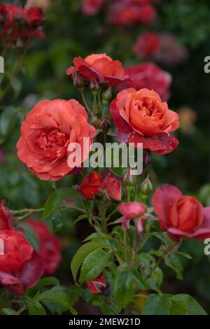 Rosa Hot Chocolate „Wekpaltlez“ Stockfoto