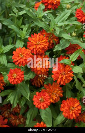 Zinnia Zahara Doppelfeuer Stockfoto