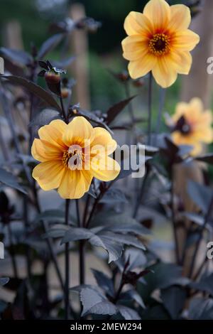 Dahlie "Hadrians Sonnenlicht" Stockfoto