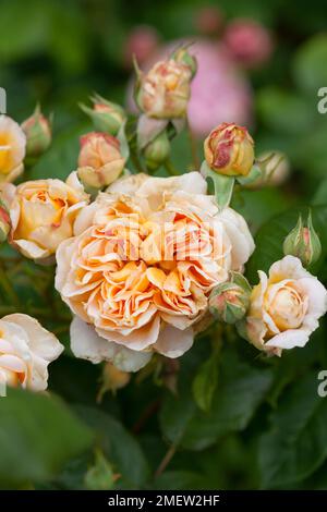 Rosa Kronprinzessin Margareta „Auswinter“ Stockfoto