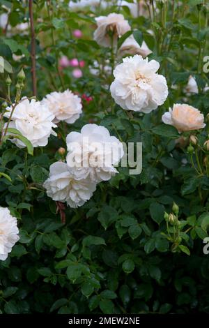 Rosa Lichfield Angel 'Ausrelate' Stockfoto